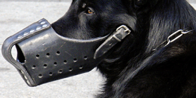 Security guard dog with muzzle