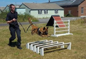 Guard Dog in Training