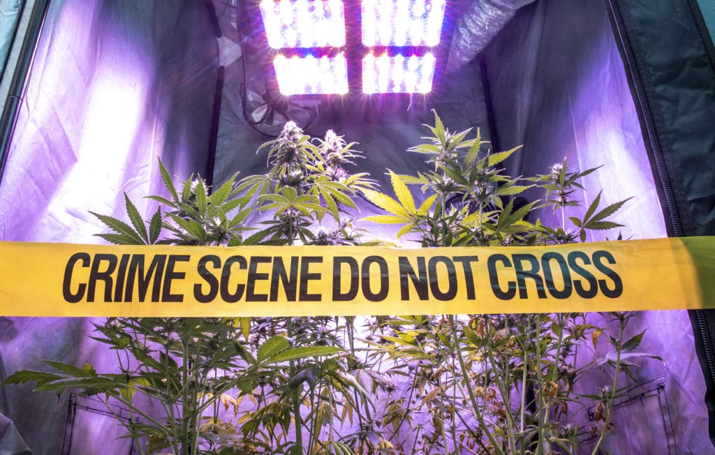Illegal cannabis farm behind 'crime scene do not cross' tape 